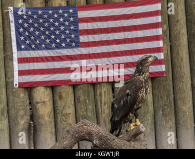 Young Bald Eagle, with American Flag at Ellie Schiller Homosassa Springs Wildlife State Park. Florida. Stock Photo