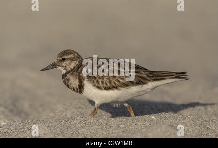 Ruddy turnstone, Arenaria interpres, feeding on sandy beach in winter plumage. Florida Stock Photo