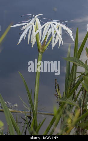 Florida swamp-lily, Crinum americanum, in flower on edge of lake, Florida. Stock Photo