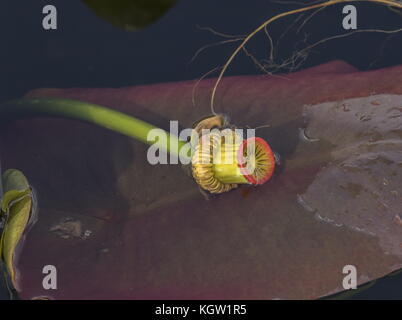 Fruit of Spatterdock, Nuphar advena, in the Florida Everglades. Stock Photo