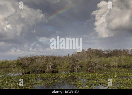 Pond apple trees, Annona glabra, with Anhingas in the Everglades National Park, along the Anhinga trail. Florida. Stock Photo