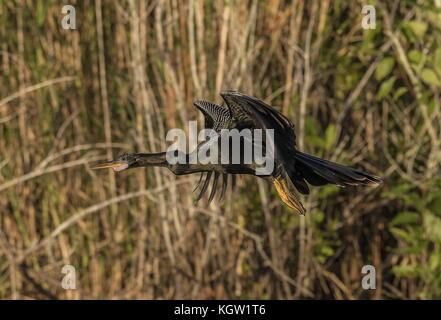 Anhinga, Anhinga anhinga, in flight; Florida. Stock Photo