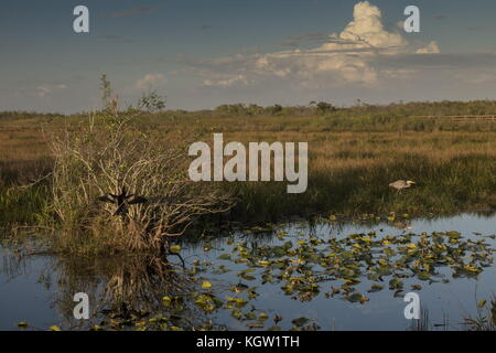 Pond apple trees, Annona glabra, with Great Blue Heron in the Everglades National Park, along the Anhinga trail. Florida. Stock Photo