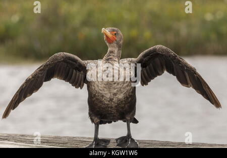Immature Double-crested cormorant, Phalacrocorax auritus, in the subspecies known as Florida cormorant, Phalacrocorax auritus floridanus. Drying wings Stock Photo