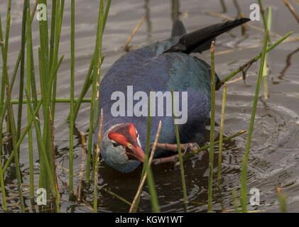 Grey-headed swamphen, Porphyrio poliocephalus, introduced and thriving in Florida wetlands. Stock Photo