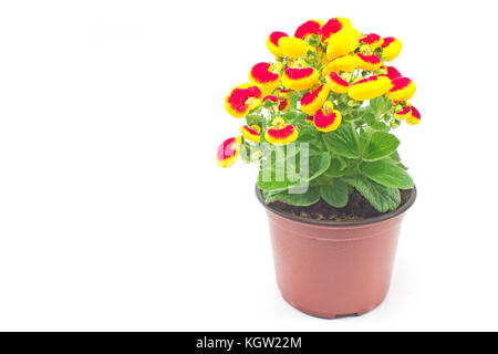 Growing and Caring for Pocketbook Plant (Calceolaria) | Florgeous