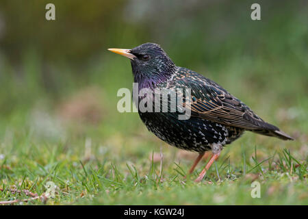 Common Starling ( Sturnus vulgaris ) adult in breeding dress, perched on the ground, nice metallic shimmering plumage, attentively watching, Europe. Stock Photo
