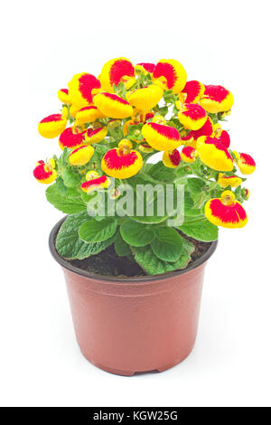 Calceolaria Hybrid, Lady purse, Slipper flower, Pocketbook flower,  Slipperwort, Scrophulariaceae, Stock Photo, Picture And Rights Managed  Image. Pic. H44-10838637 | agefotostock
