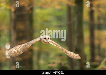 Barn Owl / Schleiereule ( Tyto alba ) flying, in silent flight through an autumnal coloured open forest, hunting for prey, Europe.