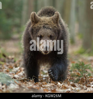 European Brown Bear / Europaeischer Braunbaer ( Ursus arctos ), young cub walking directly towards, frontal shot, seems to be curious, Europe. Stock Photo