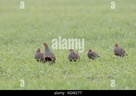 Grey Partridges ( Perdix perdix ), flock, shy little group, walking in row over a green field of winter wheat, early in the morning, wildlife, Europe. Stock Photo