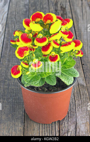 Calceolaria (Lady's purse) flower - Calceolariaceae family on wooden  background Stock Photo - Alamy