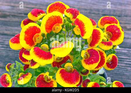 Beautiful Calceolaria Integrifolia Flower Also Called Lady S Purse Stock  Photo - Image of beauty, lady: 273467368