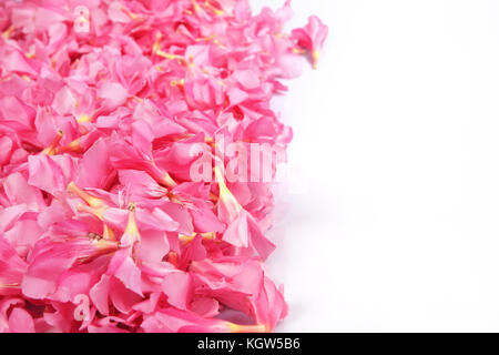 Nerium oleander- pink flowers Stock Photo