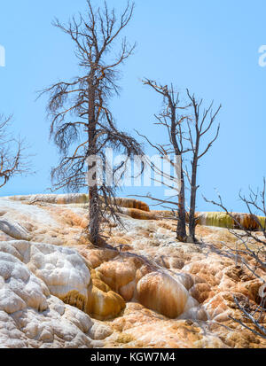 Dead trees in Mammoth Hot Springs, Yellowstone National Park. Travertine Terrace Stock Photo