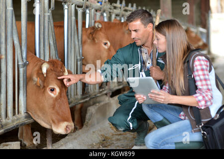 Farmer and veterinarian checking on cows Stock Photo