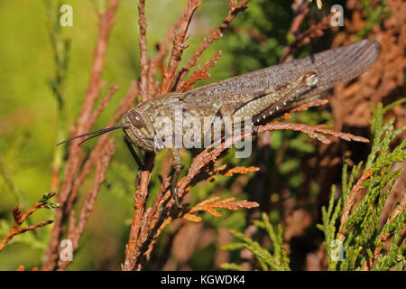 Egyptian or giant grasshopper close up Latin name aegyptium anacridium on a thuja tree Latin arbor vitae cupressaceae with stripy eye in Italy Stock Photo