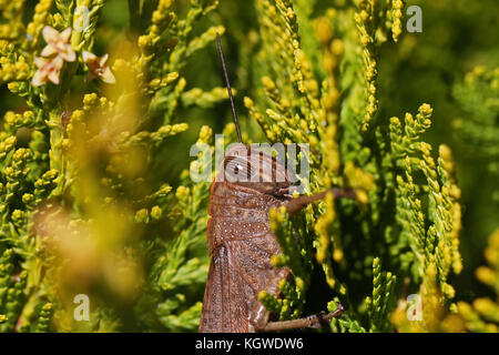 Egyptian or giant grasshopper close up Latin name aegyptium anacridium on a thuja tree Latin arbor vitae cupressaceae with stripy eye in Italy Stock Photo