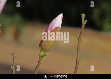 Magnolia bud about to flower in springtime in Italy Latin name magnolia soulangeana or soulangiana also called a tulip magnolia Stock Photo