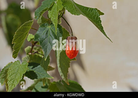 abutilon plant Ashford red or Indian mallow flower tree, Chinese bell or lantern flower, sometimes wrongly named sleeping hibiscus in Italy Stock Photo