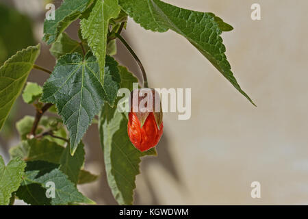 abutilon plant Ashford red or Indian mallow flower tree, Chinese bell or lantern flower, sometimes wrongly named sleeping hibiscus in Italy Stock Photo