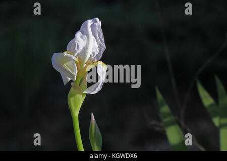 White flag iris or bearded iris flower very close to Latin name pogoniris from iridaceae family in Italy in spring Stock Photo