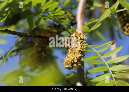 Honey bee Latin name apis mellifera collecting pollen on a true acacia tree in spring in Italy Stock Photo