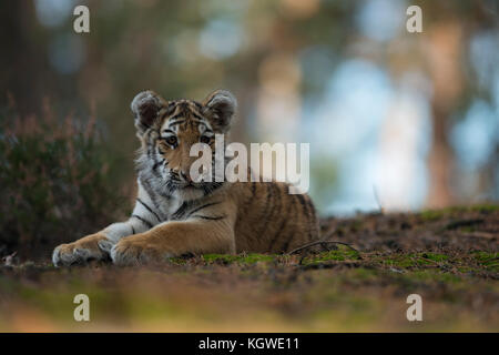 Royal Bengal Tiger / Koenigstiger ( Panthera tigris ), young animal, adolescent, lying, resting on the ground of an open forest, watching, nice light  Stock Photo