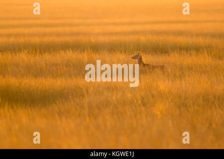 Red Deer (Cervus elaphus) hind in wide open grasslands, steppe, attentively watching for safety, late in the evening, backlight situation, Europe. Stock Photo