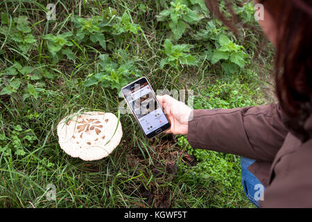 mushroom identification using a smartphone app, parasol mushroom.  Bestimmung eines Pilzes mit Hilfe einer Smartphone App, Riesenschirmling. Stock Photo
