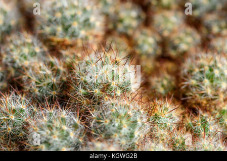 Beautiful abstract floral background from many small cactus with a small sharp needles Stock Photo