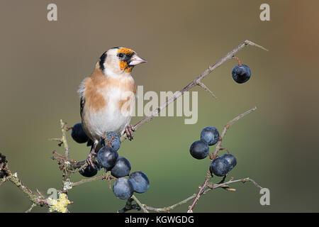 A detailed portrait of a young juvenile goldfinch perched on a blackthorn branch with sloe berries and looking to the right Stock Photo