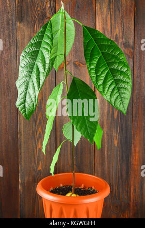 An avocado sprout with leaves in a pot with earth. A young avocado tree. Wooden brown wall and table Stock Photo