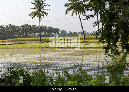 Rice fields at the foot of a hill India Tamil Nadu Stock Photo - Alamy