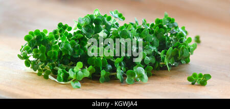 herb banner showing fresh organic mustard and cress,used for salads and plant based meals a herb with health benefits , shot in a selective focus with Stock Photo
