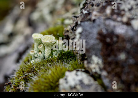 Colorful abstract natural background of green moss and lichen family cladonia growing on rocks in the mountains with drops of morning dew Stock Photo