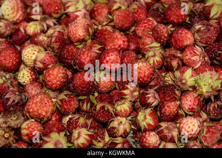 Bright natural fruit background with a bunch of ripe red berries of wild strawberry Stock Photo