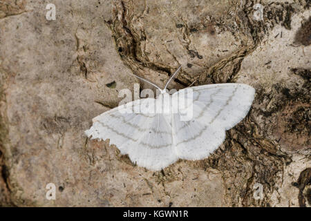 Weißstirn-Weißspanner, Weißspanner, Cabera pusaria, common white wave, la Cabère virginale, Spanner, Geometridae, looper, loopers, geometer moths, geo Stock Photo