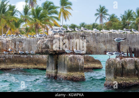 Gulls sitting on a concrete structure near the sea shore. Stock Photo