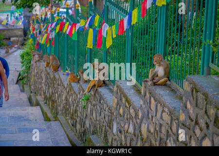 KATHMANDU, NEPAL OCTOBER 15, 2017: Family of monkeys sitting at outdoors with prayer flags near swayambhunath stupa, Nepal Stock Photo