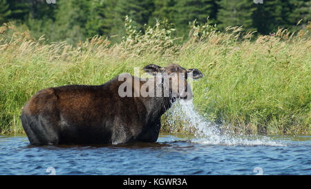 Allagash Wilderness Waterway Stock Photo