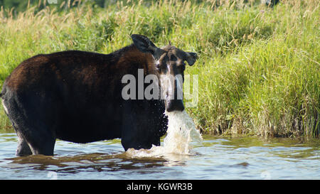 Allagash Wilderness Waterway Stock Photo