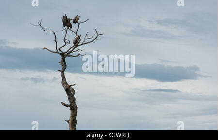 Vultures on a dead tree, silhouetted against the sky, in Uganda. Stock Photo