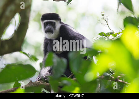 Female mantled guereza/ eastern black & white colobus mother feeding her baby in the canopy of a Ugandan forest. Stock Photo