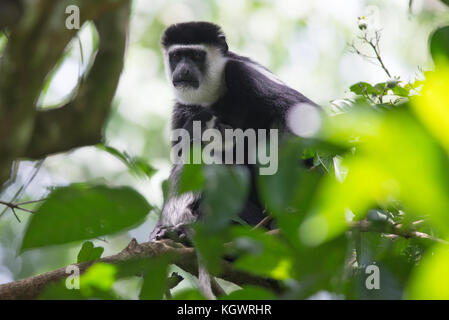 Female mantled guereza/ eastern black & white colobus mother feeding her baby in the canopy of a Ugandan forest. Stock Photo