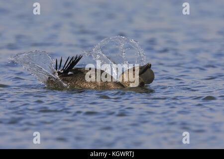 Musk duck drake displaying near a group of females, Lake Monger in Perth, West Australia Stock Photo