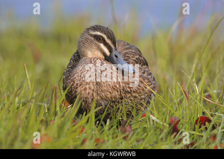 A Pacific black duck resting on the shore of Lake Monger, Western Australia Stock Photo