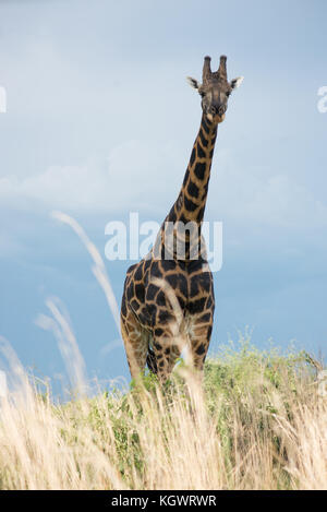 Rothschild's giraffe, an Endangered subspecies found in only two Parks; Murchison Falls National Park, Uganda. Stock Photo