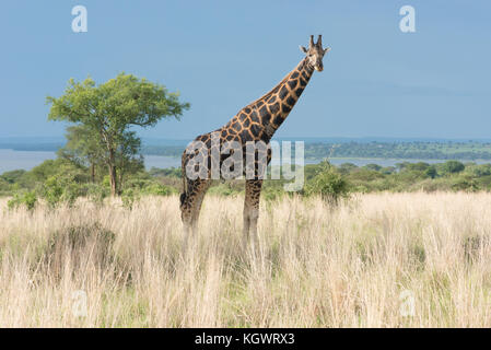 Rothschild's giraffe, an Endangered subspecies found in only two Parks; Murchison Falls National Park, Uganda. Stock Photo