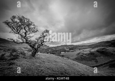 monochrome black and white image of an oak tree on a hill in spring ...